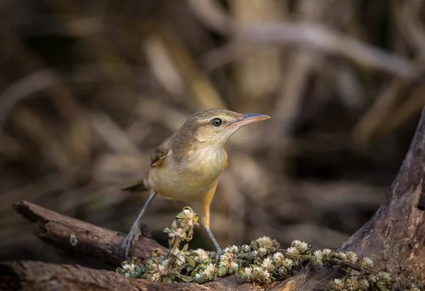 Oriental Reed Warbler Uccello Migratore Che Può Essere Trovato Alcune — Foto Stock