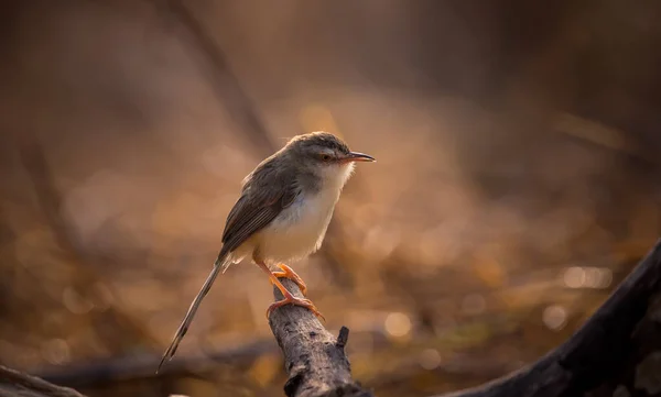 Plain Prinia Tourne Une Manière Rétroéclairée — Photo