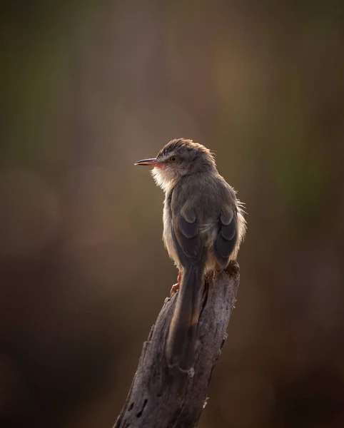 Plain Prinia Tourne Une Manière Rétroéclairée — Photo