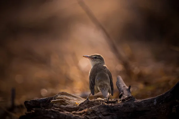 Oriental Reed Warbler Film Ini Mengambil Gambar Dengan Latar Belakang — Stok Foto