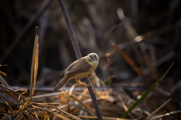 Kara Kaşlı Reed Warbler Arka Planda Çekim Yapıyor — Stok fotoğraf