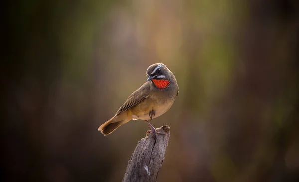 Siberian Rubythroat Ini Adalah Menembak Dengan Cara Backlit — Stok Foto