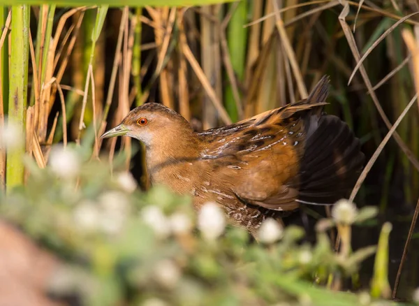 Baillon Crake Standing Rice Plant Royalty Free Stock Images