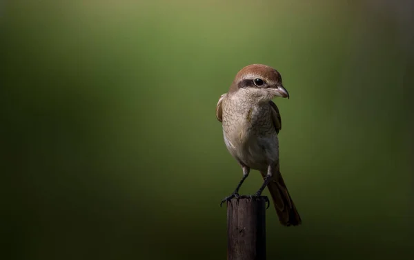 Brown Shrike Classified Bird Very Useful Humans Because Helps Get — Stock Photo, Image