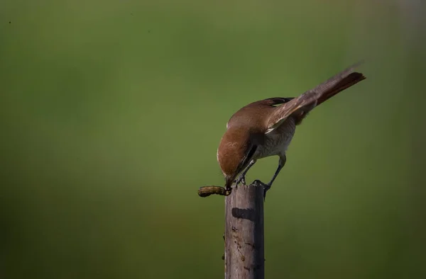 Der Neuntöter Wird Als Vogel Eingestuft Der Für Den Menschen — Stockfoto