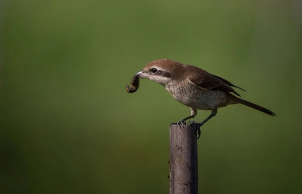 Brown Shrike Classified Bird Very Useful Humans Because Helps Get — Stock Photo, Image