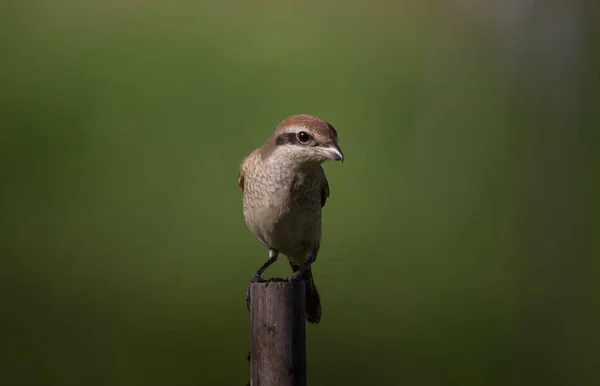 Pie Grièche Brune Est Classée Comme Oiseau Très Utile Aux — Photo