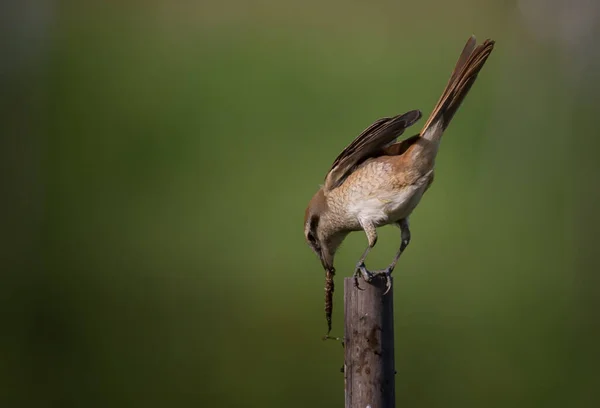 Brown Shrike Classified Bird Very Useful Humans Because Helps Get — Stock Photo, Image