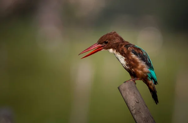 Biały Kingfisher Gardła Usiadł Pniu Drzewa — Zdjęcie stockowe