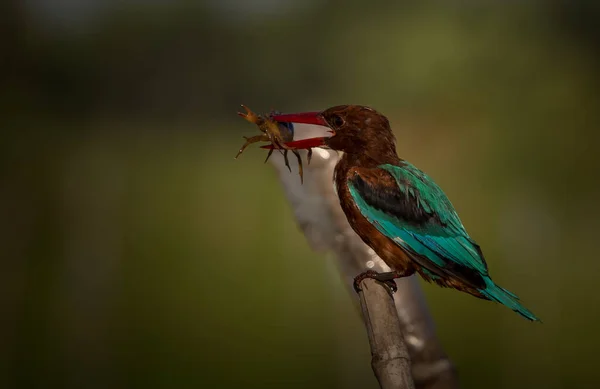 Blanco Kingfisher Garganta Encaramado Tocón Árbol — Foto de Stock
