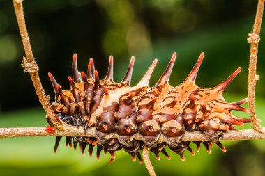 Caterpillar altın birdwing