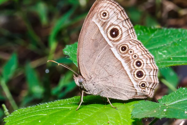 Mariposa marrón sobre hoja verde —  Fotos de Stock