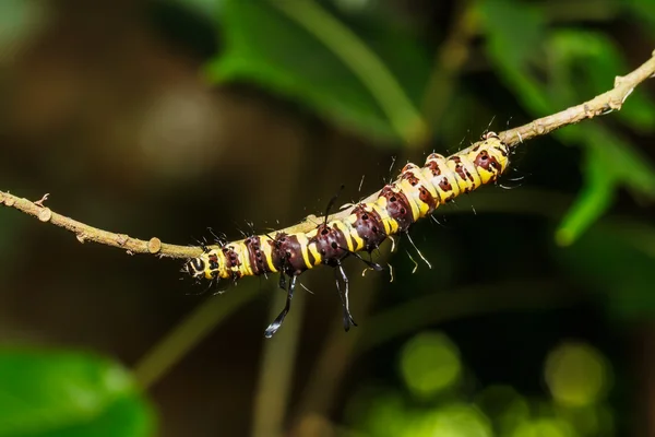 Oruga peluda sobre hoja verde — Foto de Stock