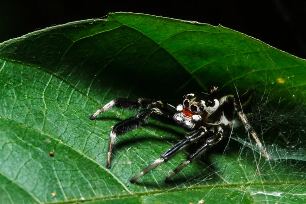 Araña saltarina en la hoja — Foto de Stock