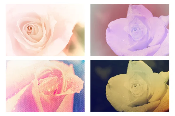 Conjunto de rosa — Fotografia de Stock