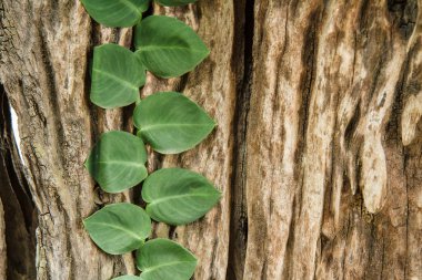 ağaç yaprağı şeklinde kalp