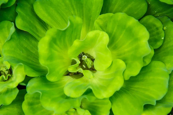 Duckweed in pond — Stock Photo, Image