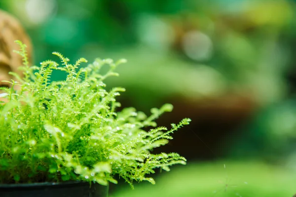 Moss blad textuur — Stockfoto