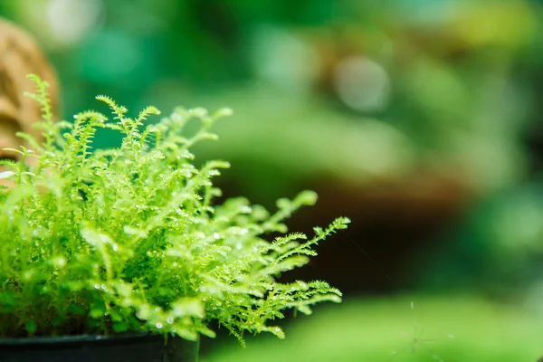 Moss leaf texture — Stock Photo, Image