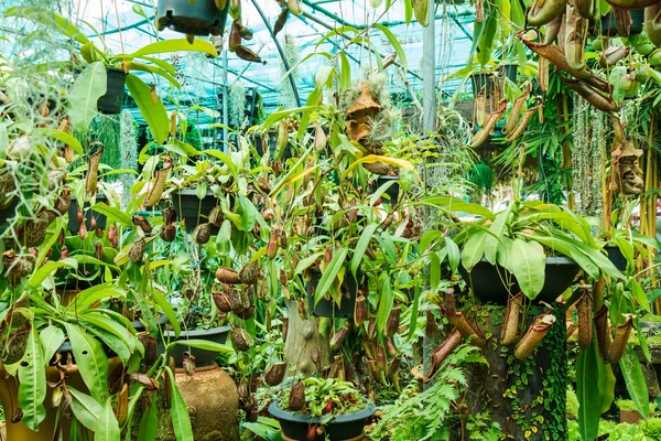 Nepenthes im Garten — Stockfoto