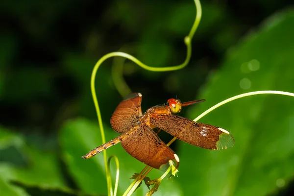 Red dragonfly — Stock Photo, Image