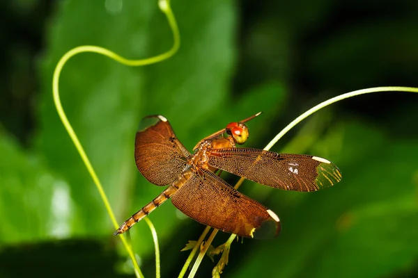 Red dragonfly — Stock Photo, Image