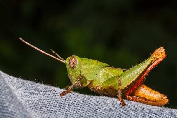 Green grasshopper on leaf — Stock Photo, Image