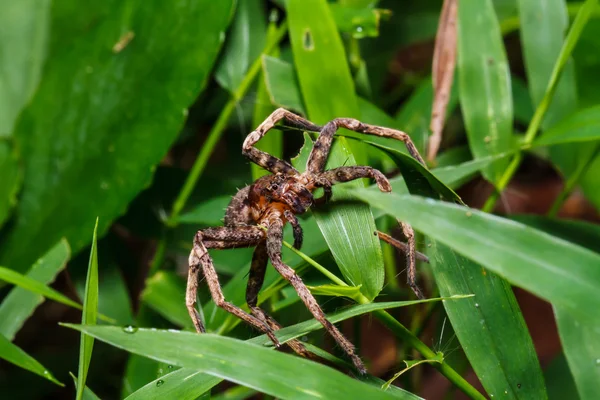 Hnědá pavouk na zelené trávě — Stock fotografie