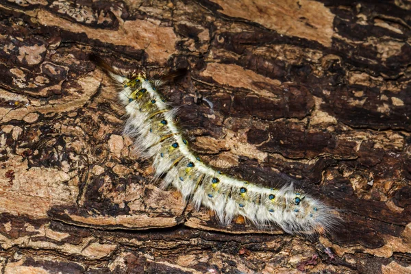Hairy caterpillar on tree — Stock Photo, Image