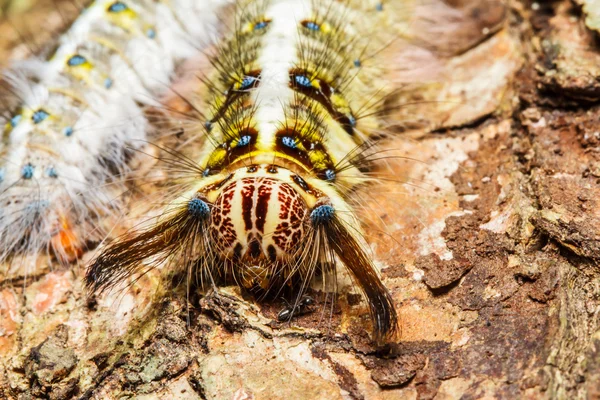 Chenille poilue sur l'arbre — Photo