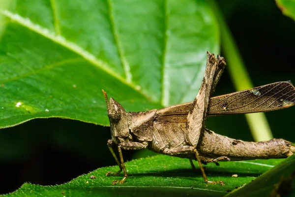 Saltamontes marrón en la hoja — Foto de Stock