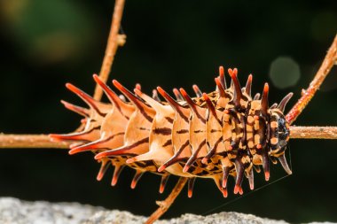 Caterpillar altın birdwing