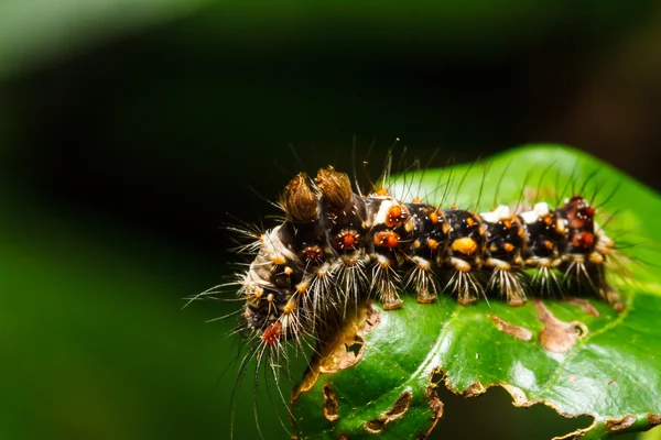 Hairy caterpillar on green leaf — Stock Photo, Image