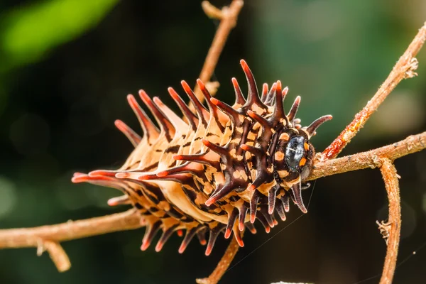 Caterpillar altın birdwing — Stok fotoğraf