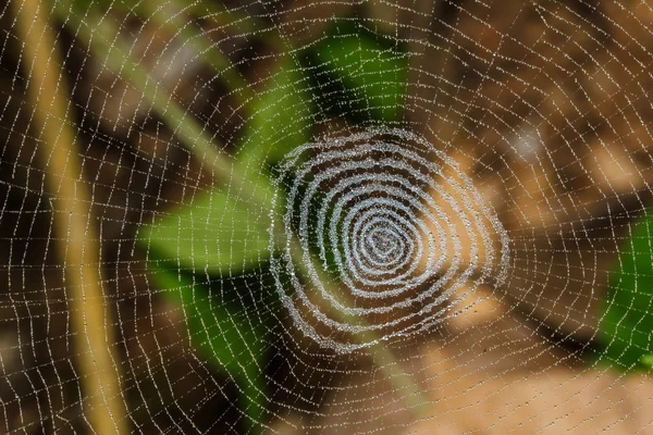 Gouttelettes d'eau sur un nid d'araignée — Photo