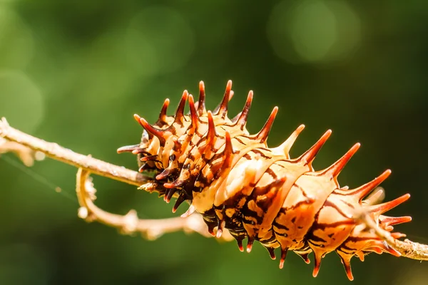 Caterpillar altın birdwing — Stok fotoğraf