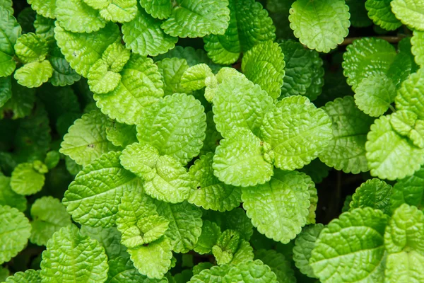 doku nane yaprakları