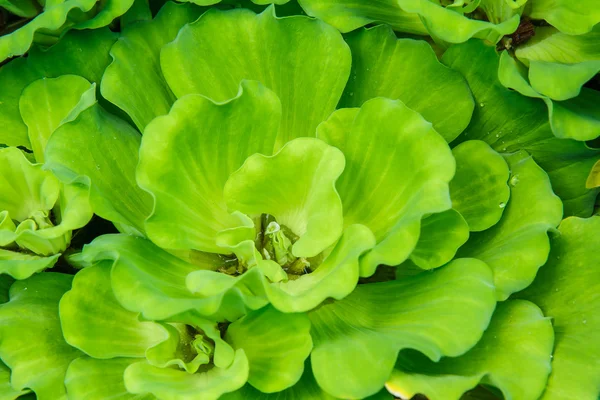 Duckweed in pond — Stock Photo, Image