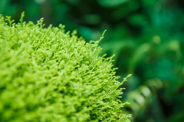 Textura de hoja de musgo —  Fotos de Stock