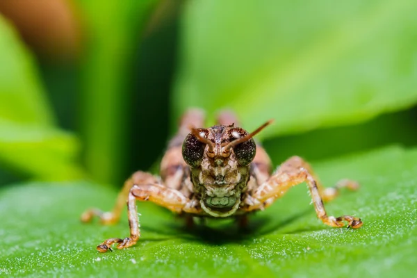 Sauterelle brune sur feuille — Photo