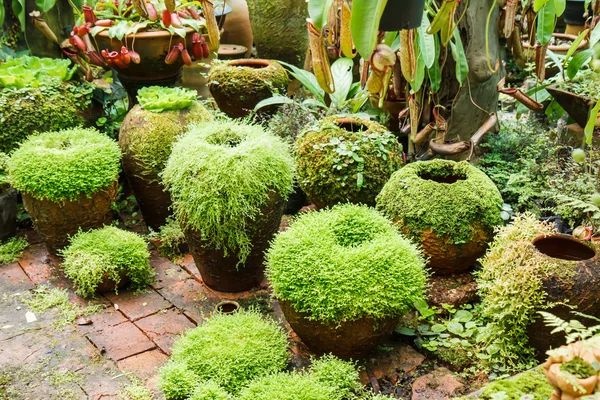 Ollas en el jardín con musgo . — Foto de Stock