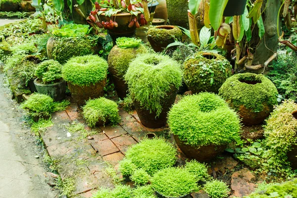 Pots in the garden with moss. — Stock Photo, Image