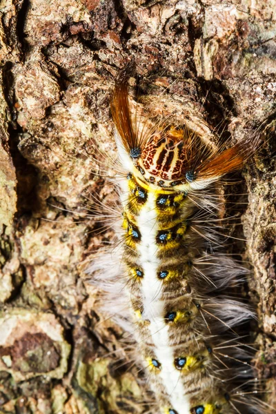 Chenille poilue sur l'arbre — Photo