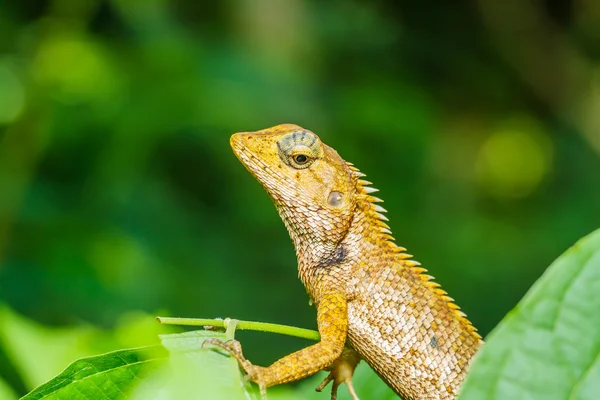 Thajsko chameleon na zelený list — Stock fotografie