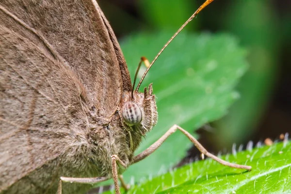Yeşil yaprak üzerinde kahverengi kelebek — Stok fotoğraf