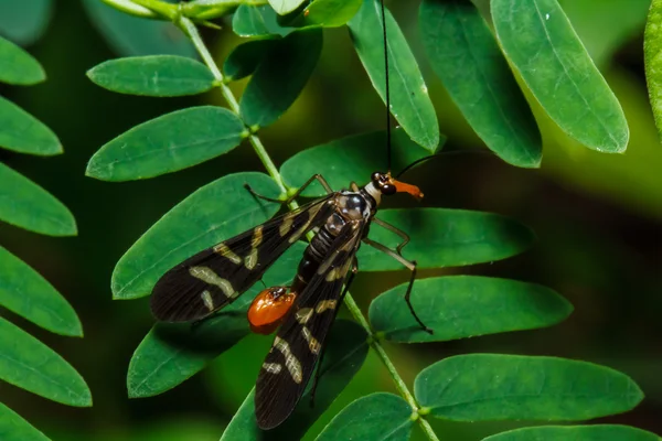 Insecto sobre hoja verde —  Fotos de Stock
