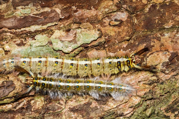 Kıllı caterpillar ağaç üzerinde — Stok fotoğraf