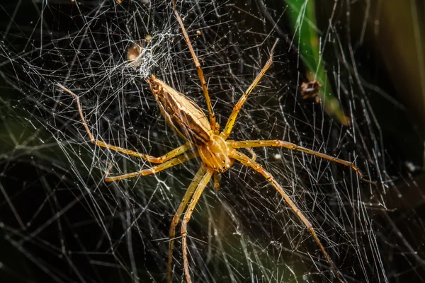 Aranhas no ninho — Fotografia de Stock