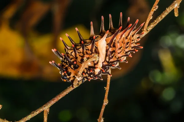 Caterpillar gyllene birdwing — Stockfoto