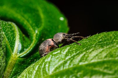 Yeşil yapraklı böcek.